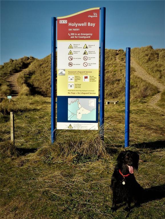 New Quay Cormorant House Bed & Breakfast エクステリア 写真
